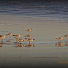 gaviotas en la playa