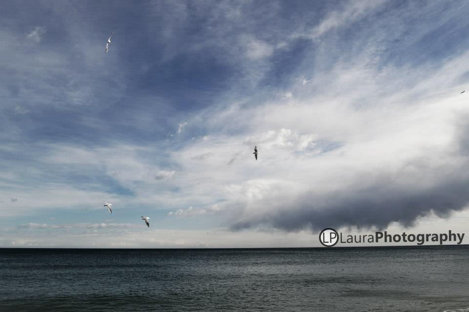 Gaviotas en la playa.