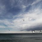 Gaviotas en la playa.