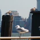 Gaviotas en Nueva York