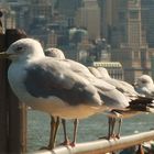 Gaviotas en Nueva York II