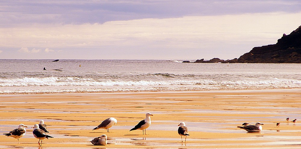 Gaviotas en Rodiles