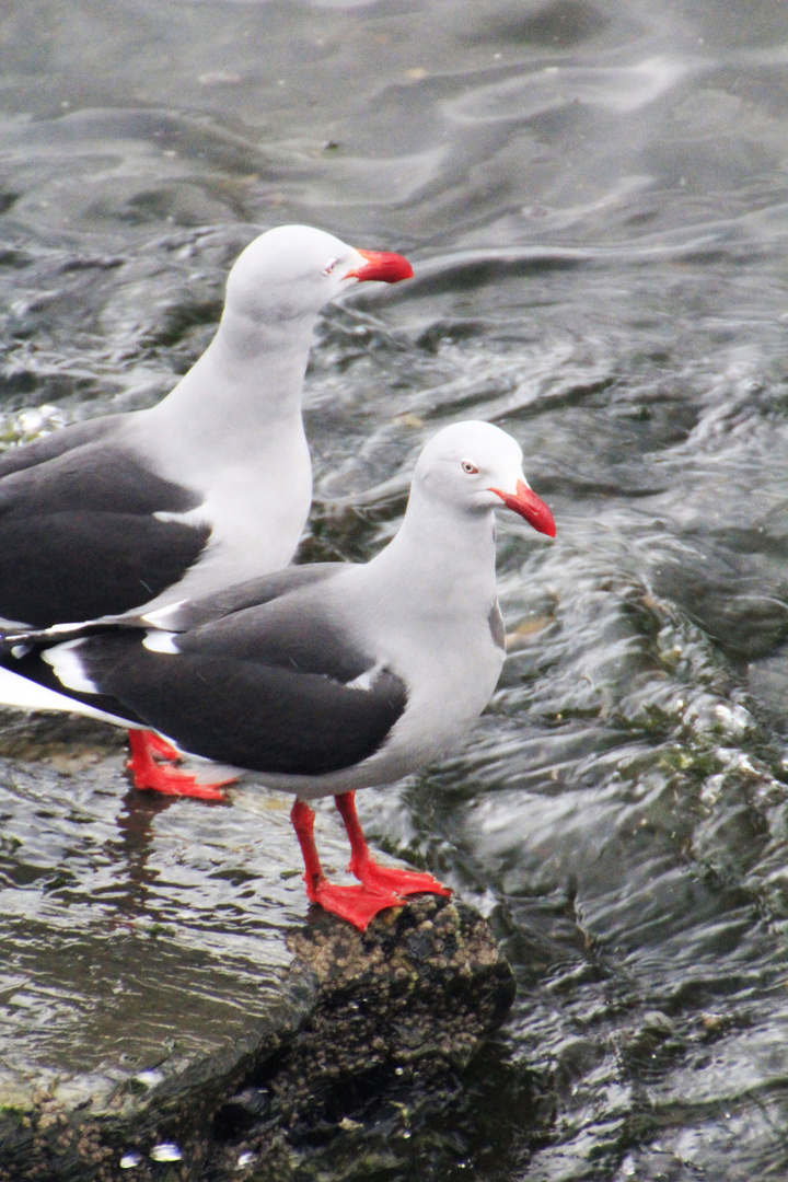 Gaviotas en Ushuaia