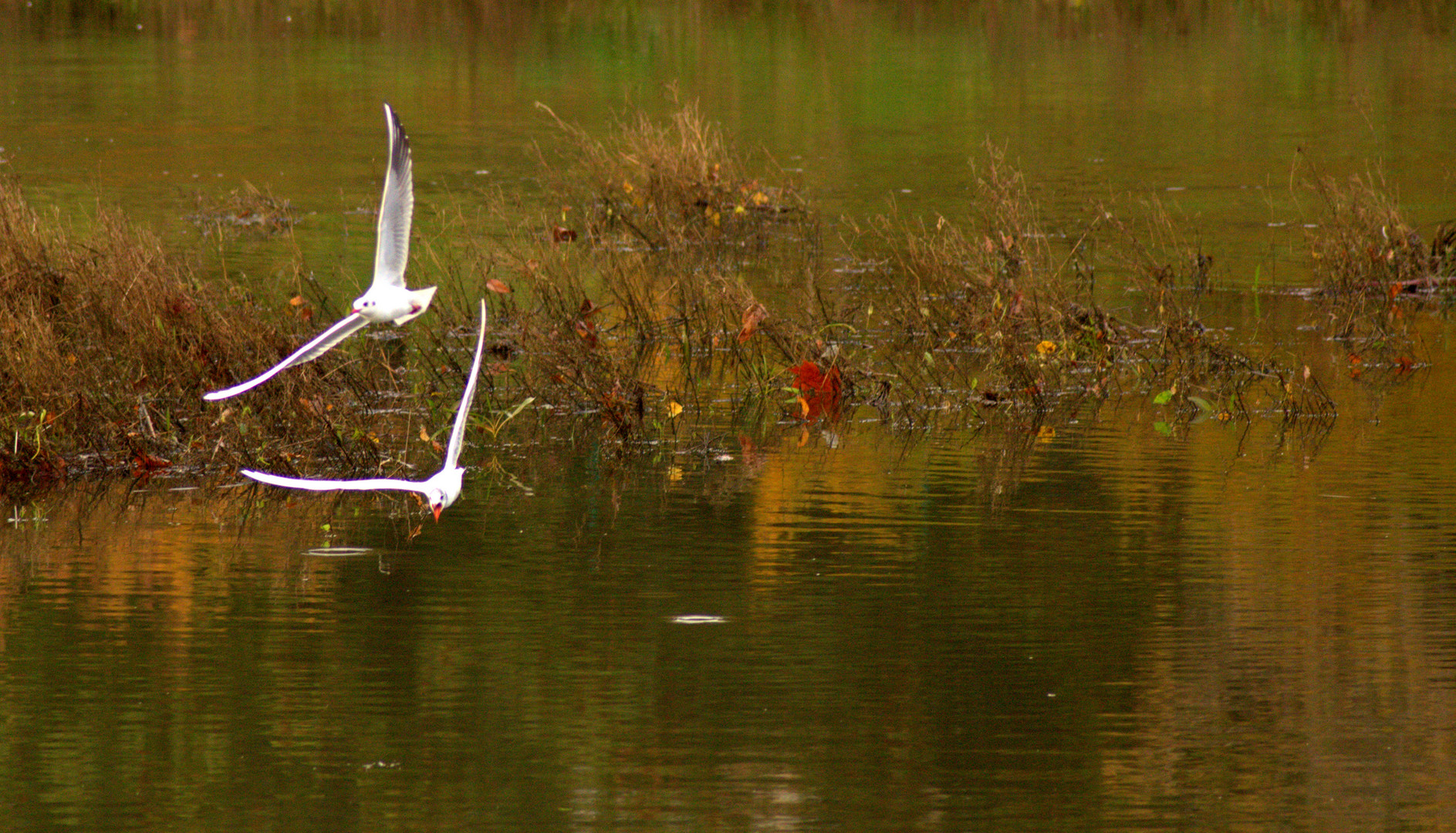 gaviotas en vuelo