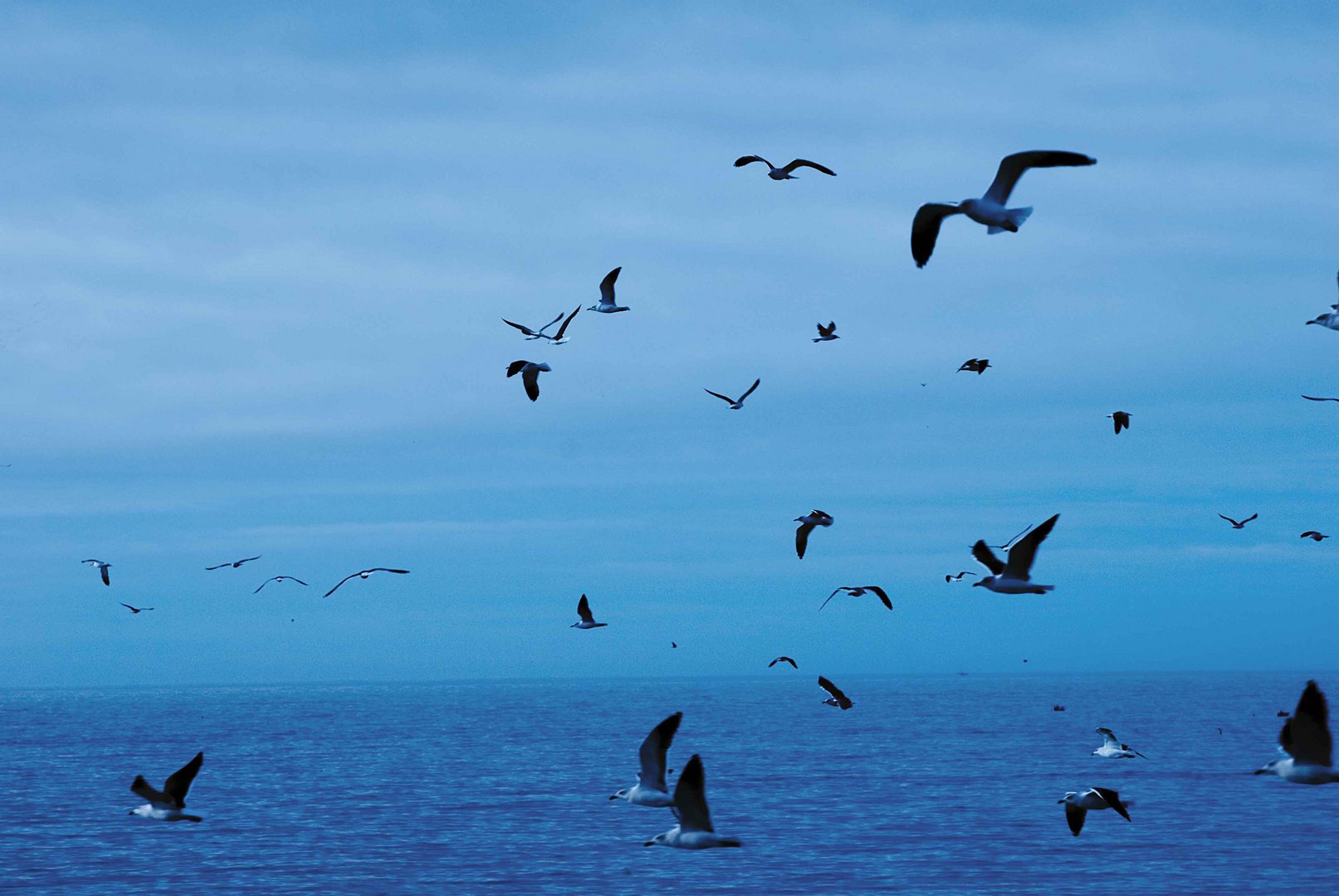 Gaviotas