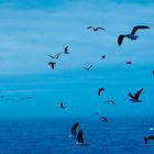 Gaviotas