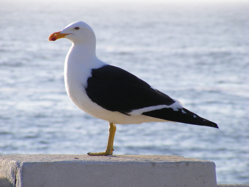 Gaviotas