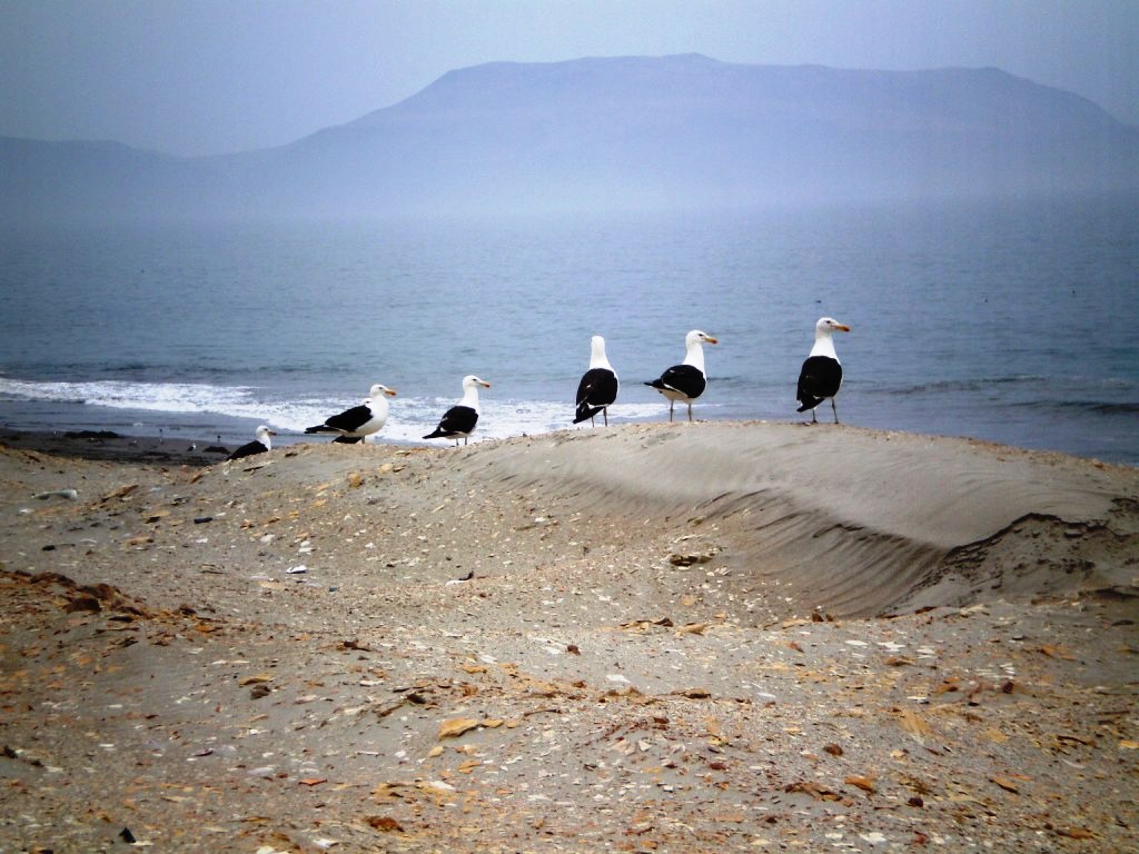 Gaviotas