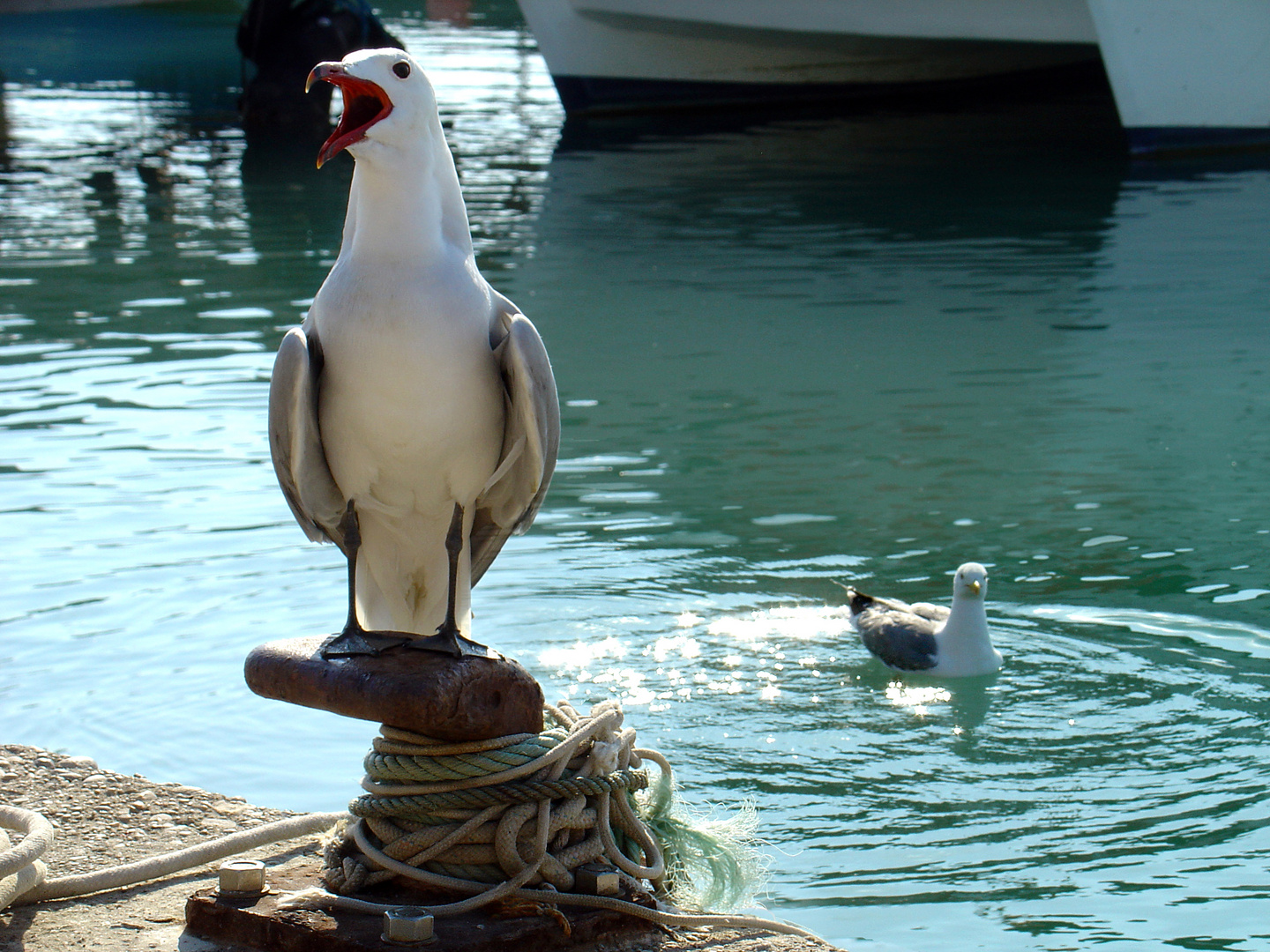 Gaviotas (Les Cases d'Alcanar)