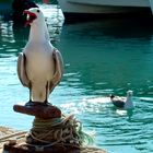 Gaviotas (Les Cases d'Alcanar)