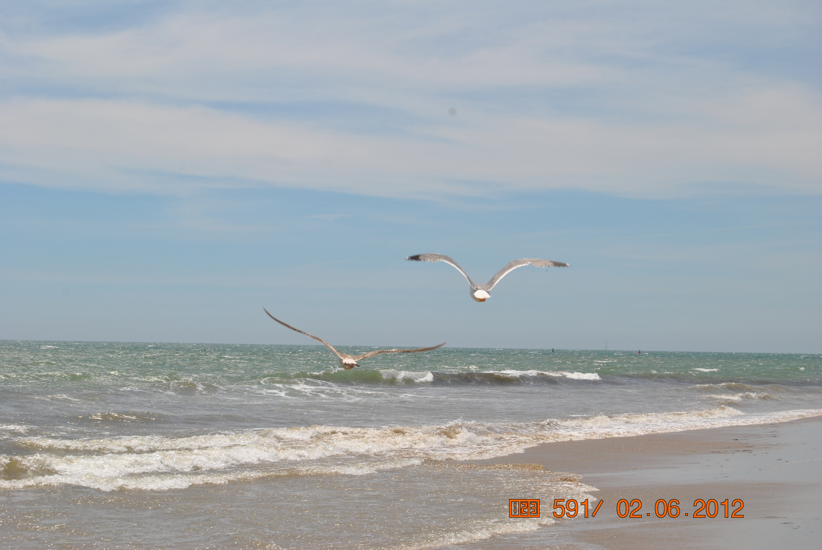 Gaviotas volando en la playa de El Portil