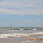 Gaviotas volando en la playa de El Portil