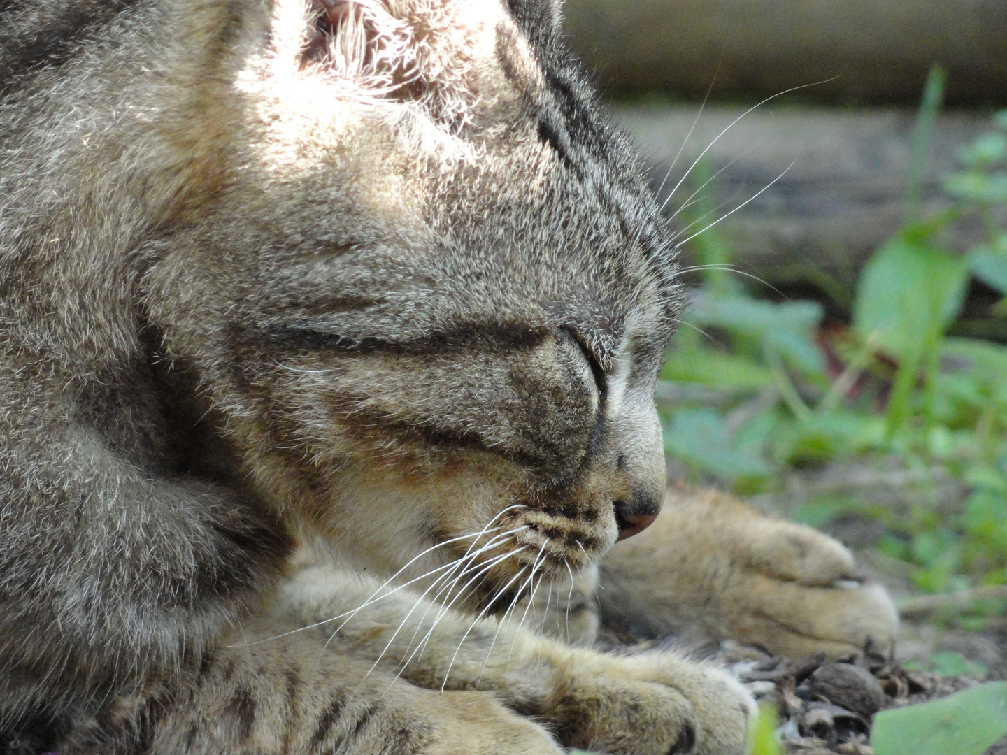 Gavroche qui dort