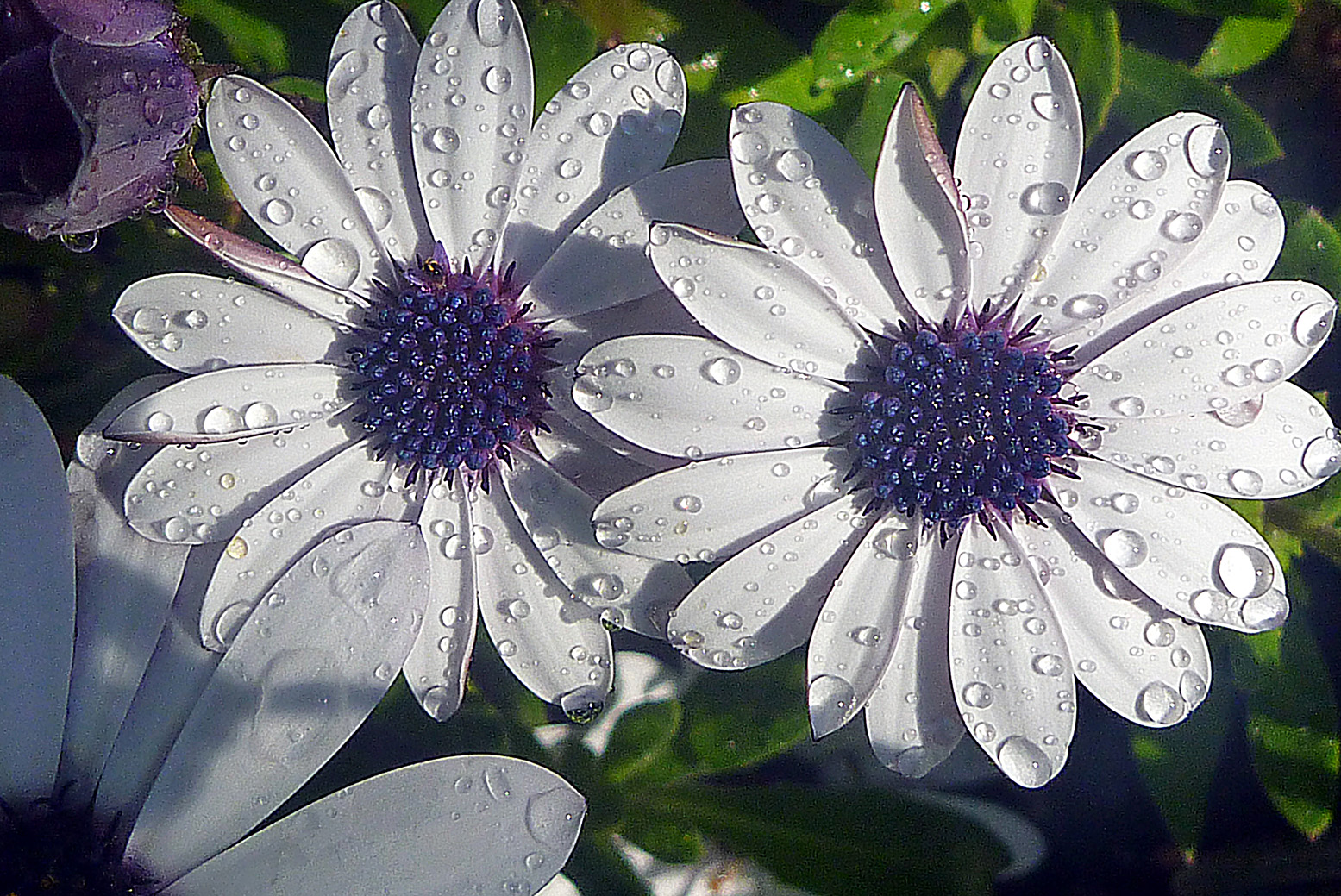 GAZANIA