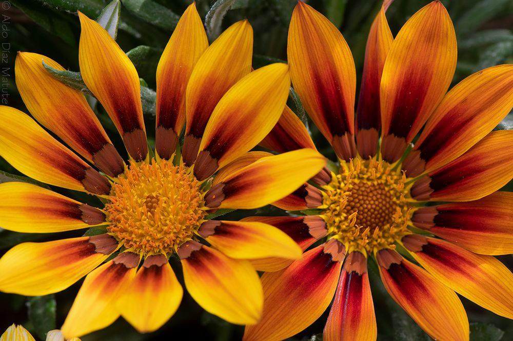 Gazania