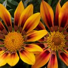 Gazania