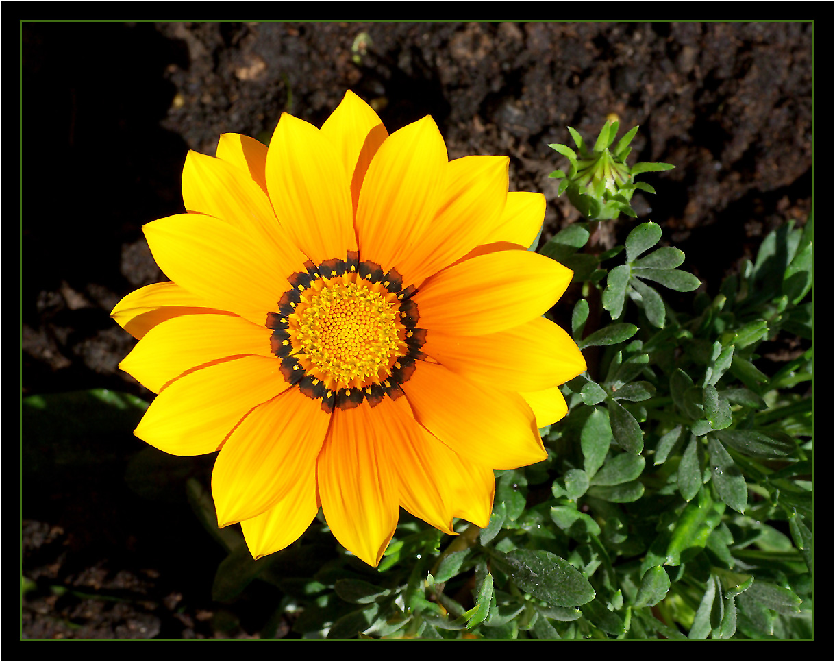 Gazania 1.