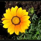 Gazania 1.