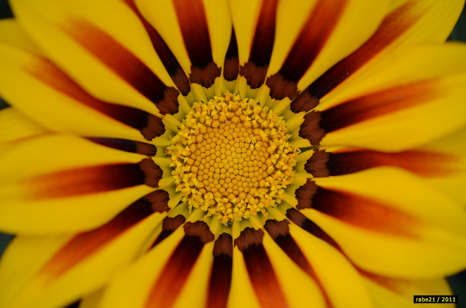 Gazania (1)