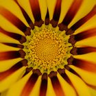 Gazania (1)