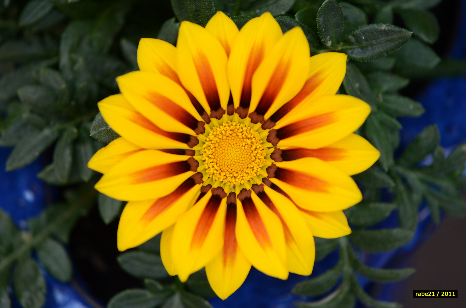 Gazania (2)