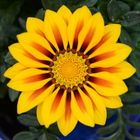 Gazania (2)