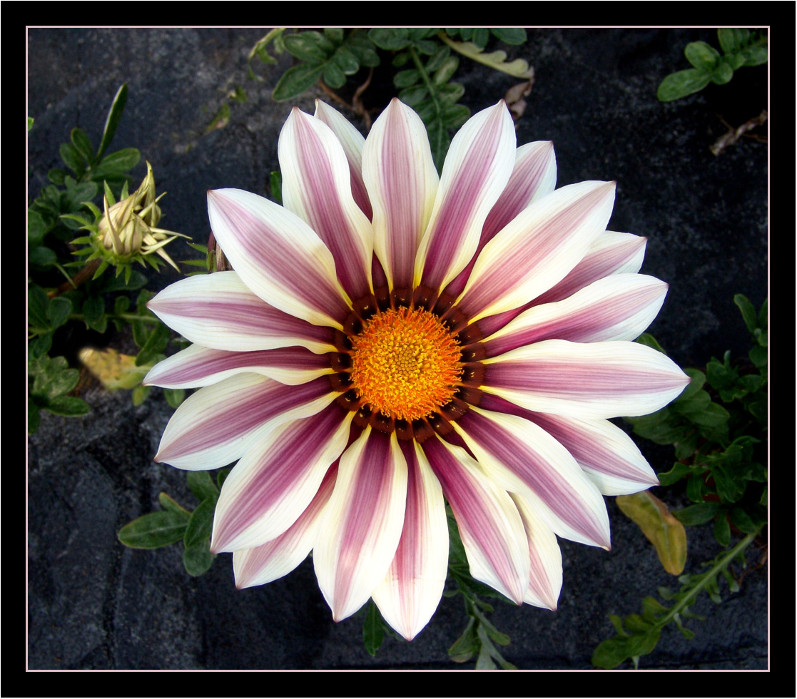 Gazania 2.