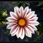 Gazania 2.