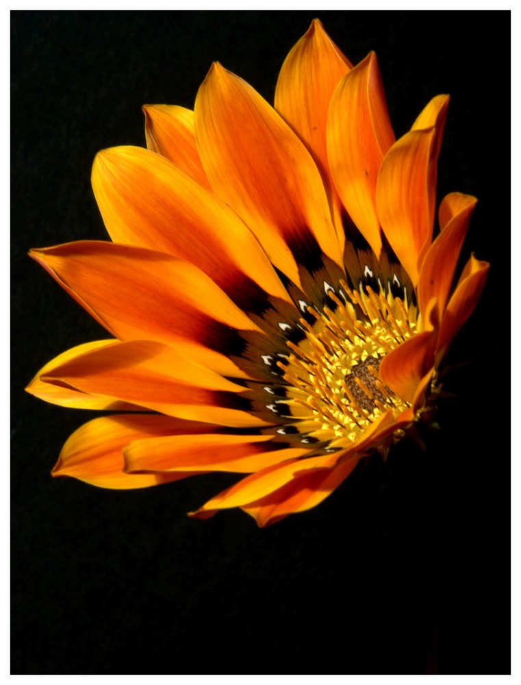 GAZANIA 2