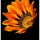 GAZANIA 2