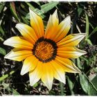 Gazania (?)