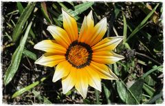 Gazania (?)