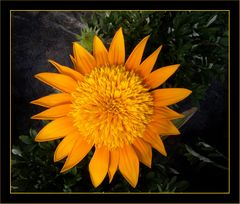 Gazania 3.