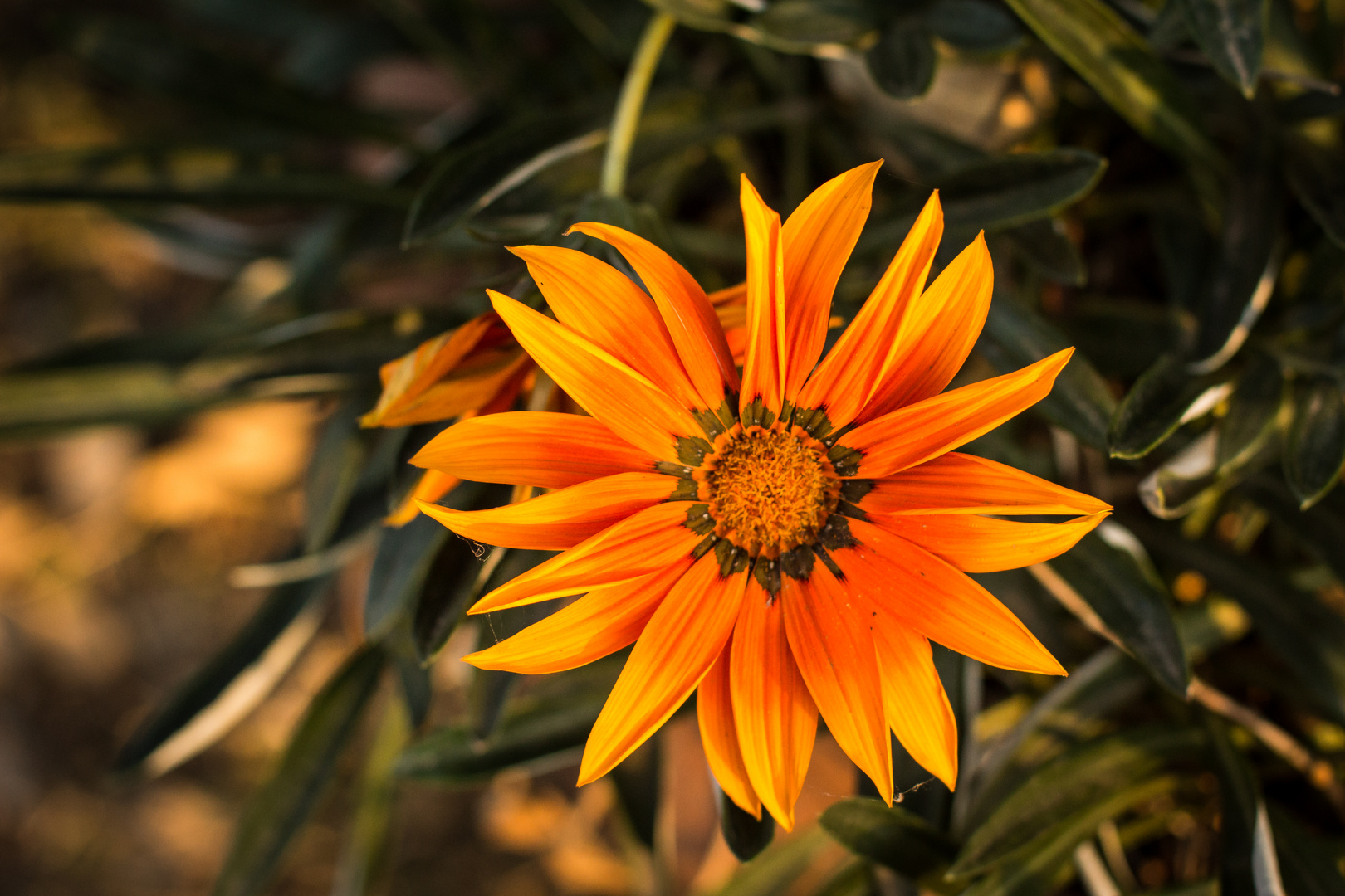 Gazania