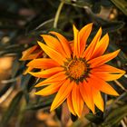 Gazania