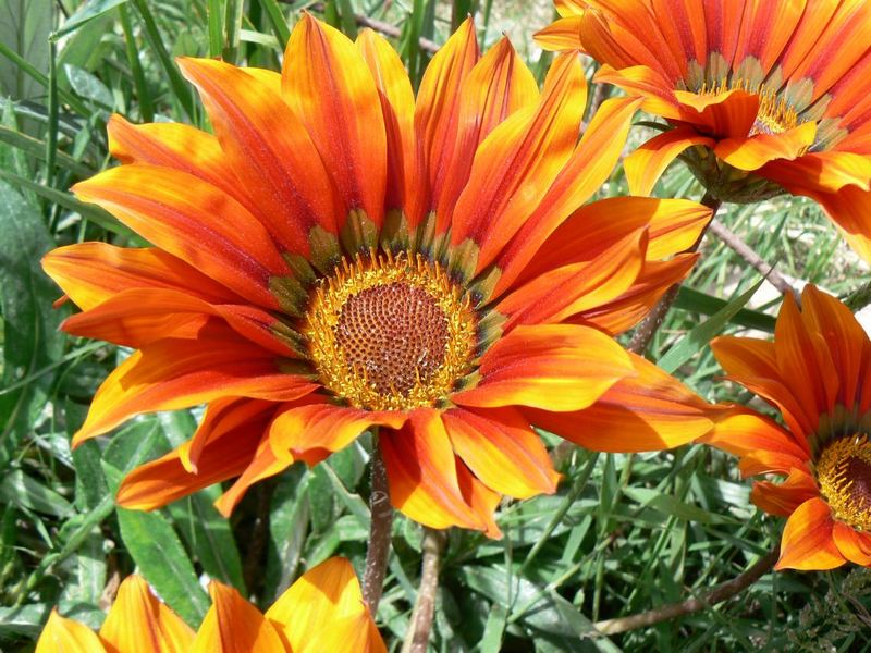 Gazania