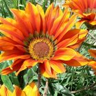 Gazania