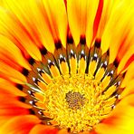 GAZANIA