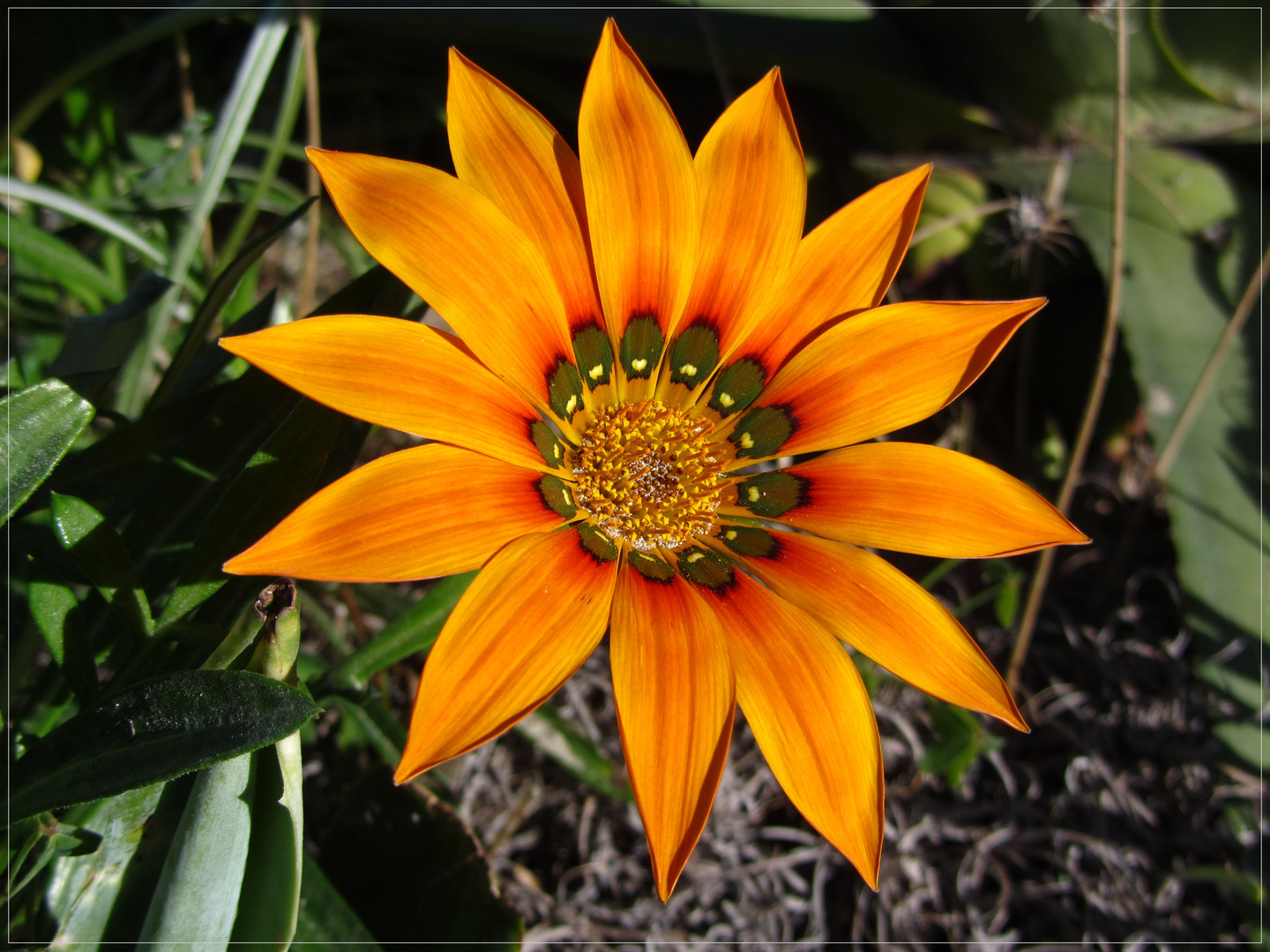 Gazania