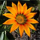 Gazania