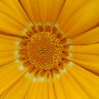 Gazania