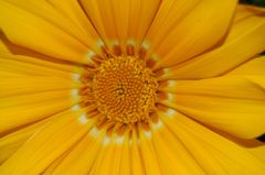 Gazania