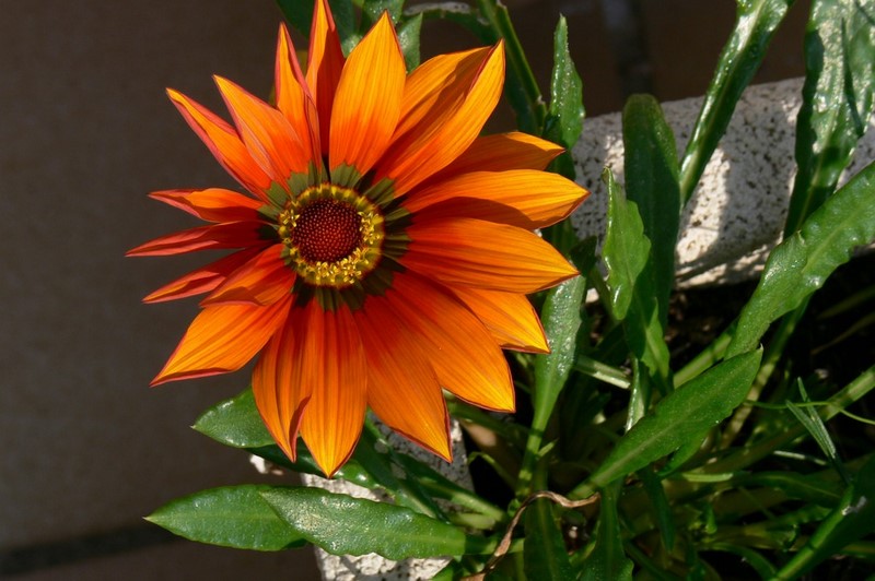 gazania