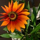 gazania