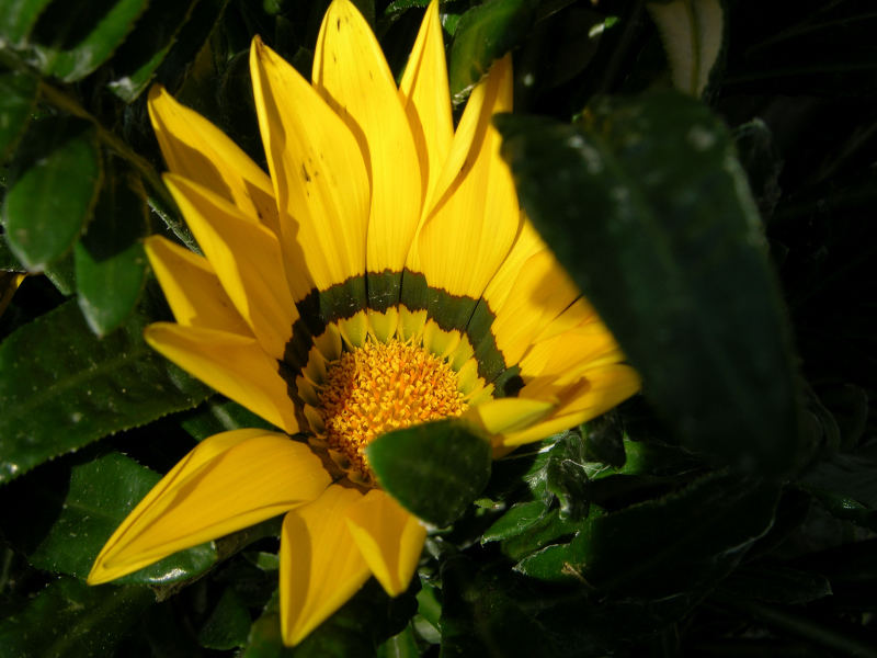 gazania