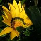 gazania