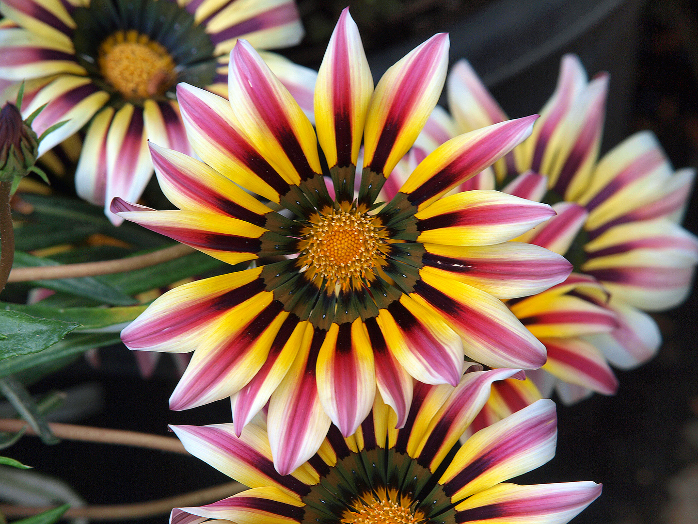 gazania