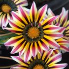 gazania