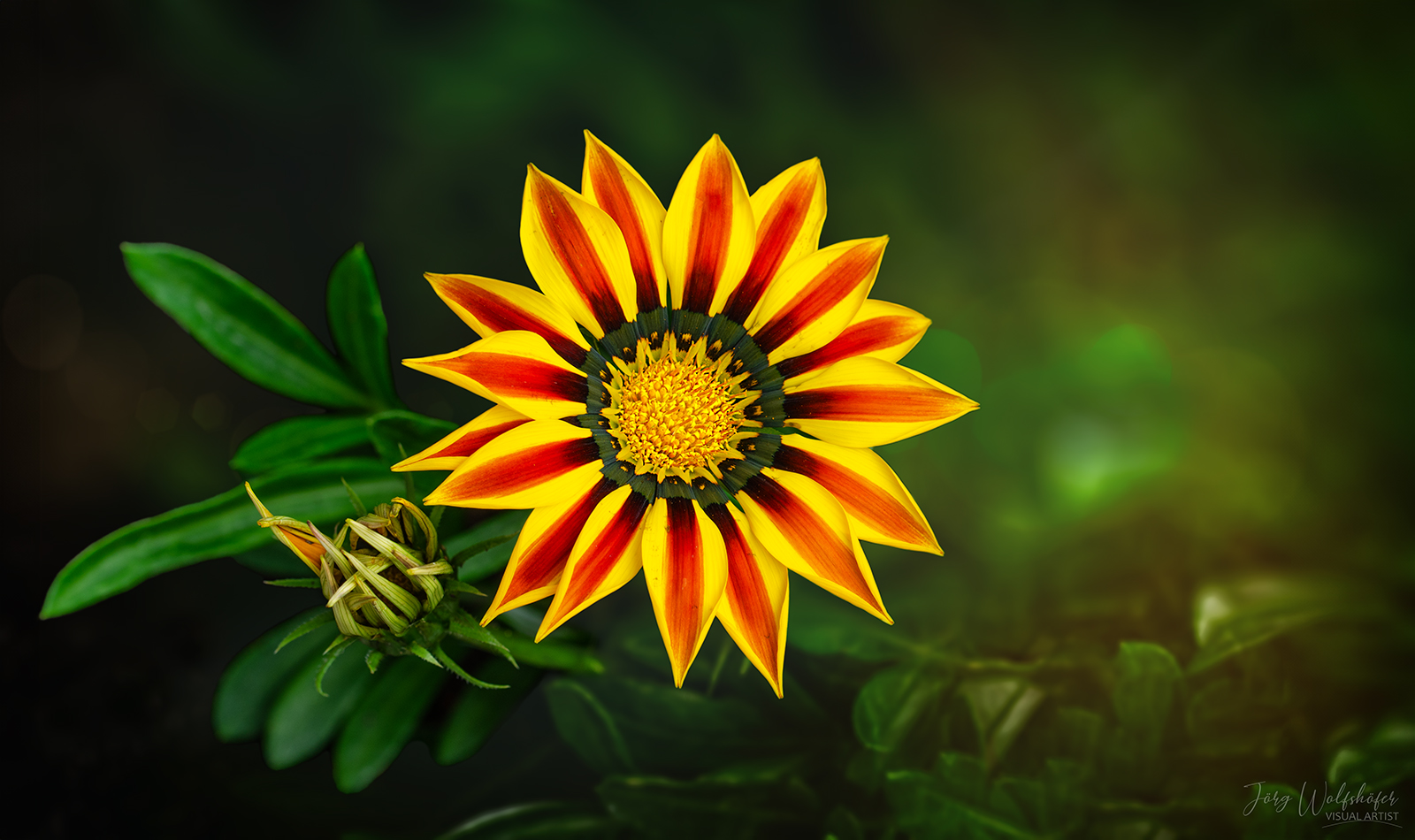 Gazania