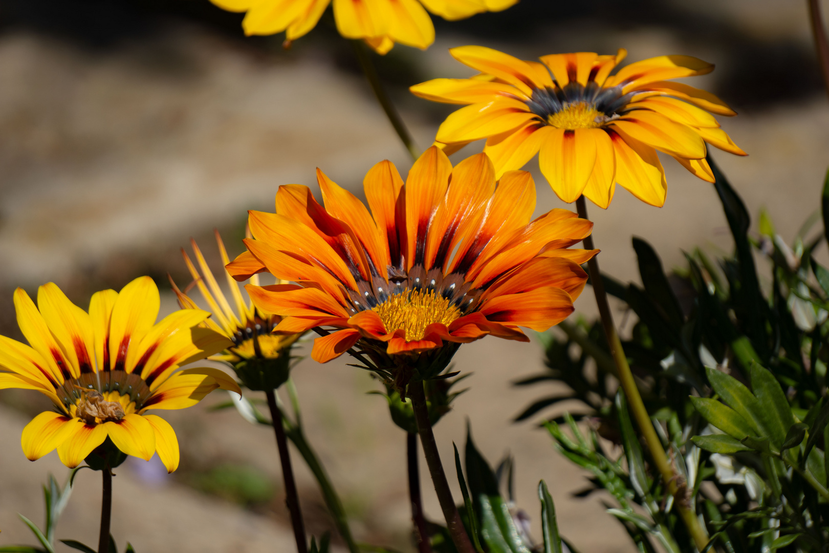 Gazania 